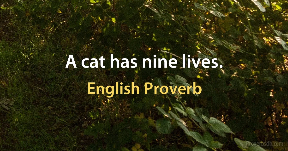 A cat has nine lives. (English Proverb)