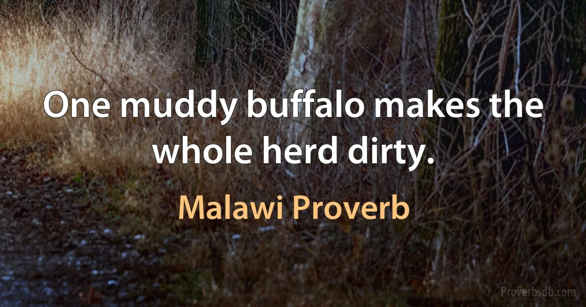 One muddy buffalo makes the whole herd dirty. (Malawi Proverb)