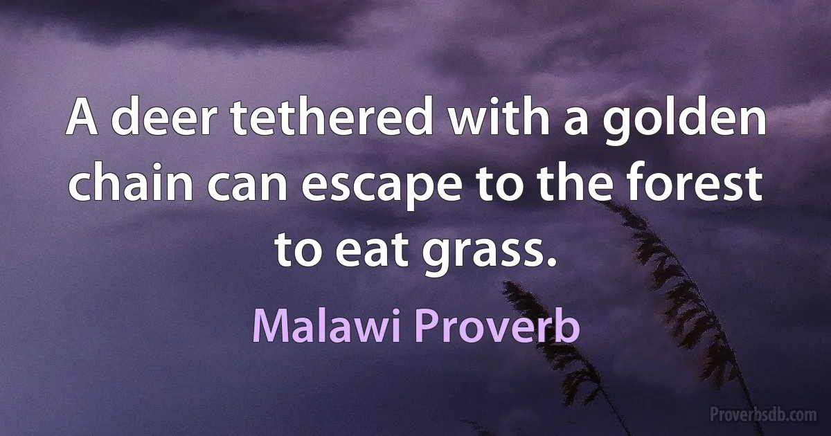 A deer tethered with a golden chain can escape to the forest to eat grass. (Malawi Proverb)