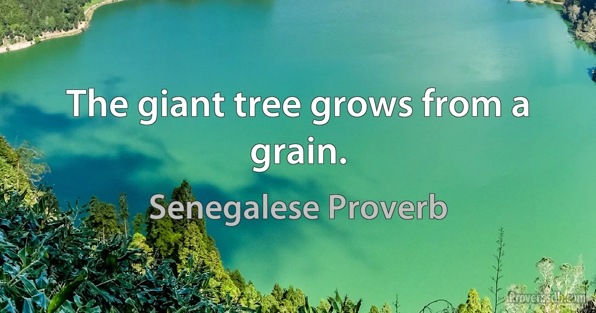 The giant tree grows from a grain. (Senegalese Proverb)