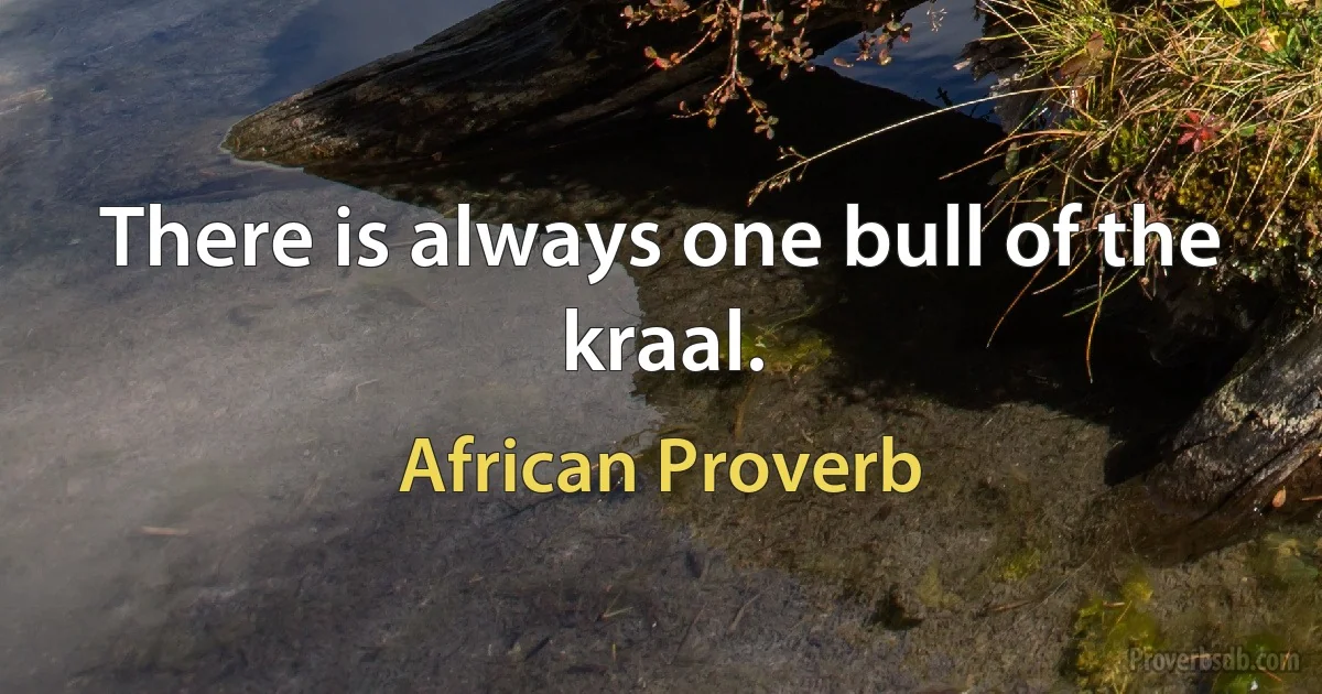 There is always one bull of the kraal. (African Proverb)