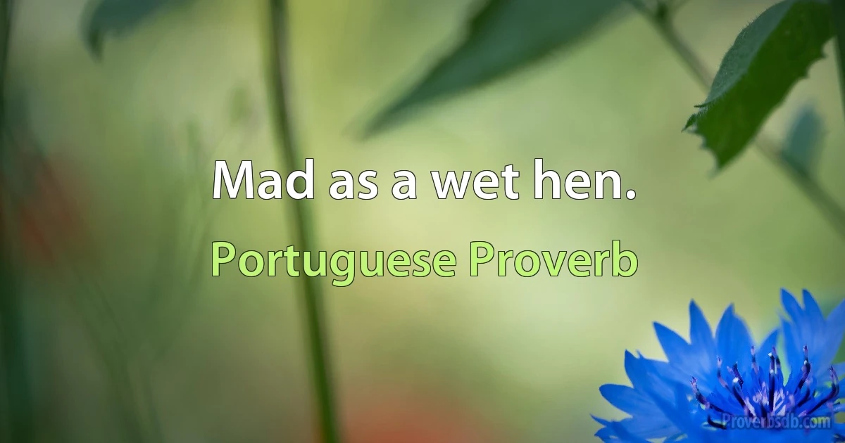 Mad as a wet hen. (Portuguese Proverb)