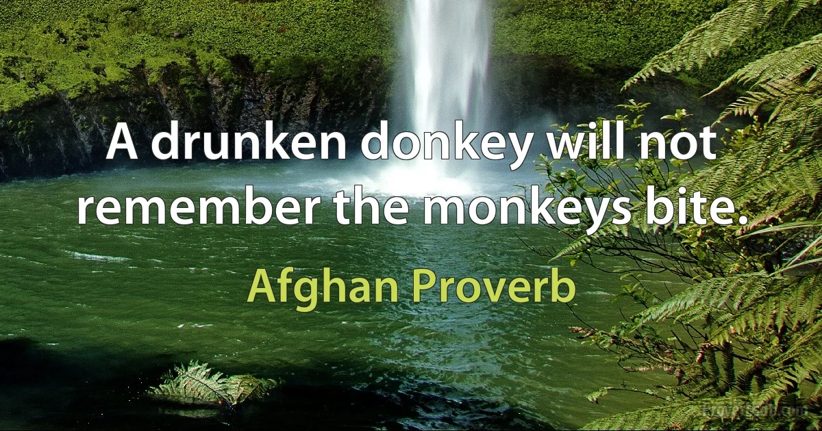 A drunken donkey will not remember the monkeys bite. (Afghan Proverb)