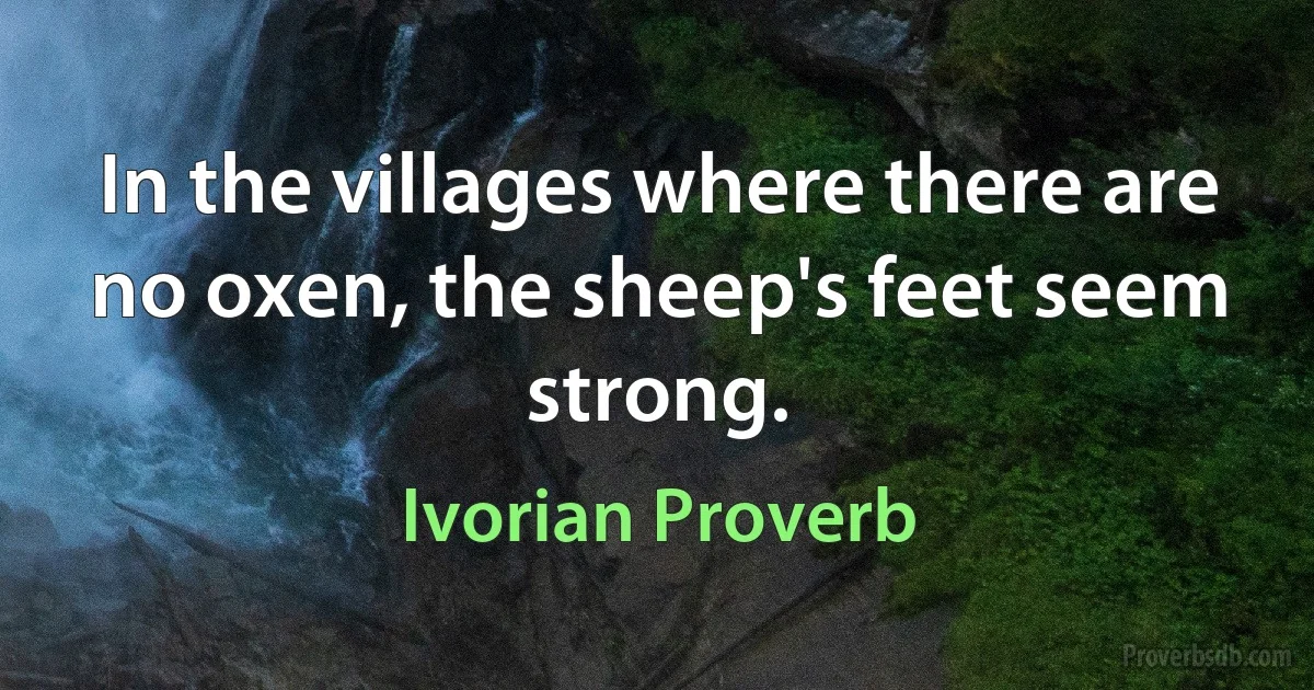 In the villages where there are no oxen, the sheep's feet seem strong. (Ivorian Proverb)