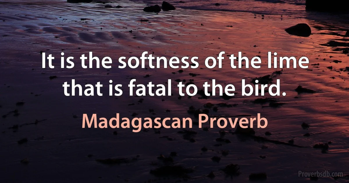 It is the softness of the lime that is fatal to the bird. (Madagascan Proverb)