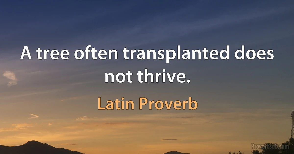 A tree often transplanted does not thrive. (Latin Proverb)