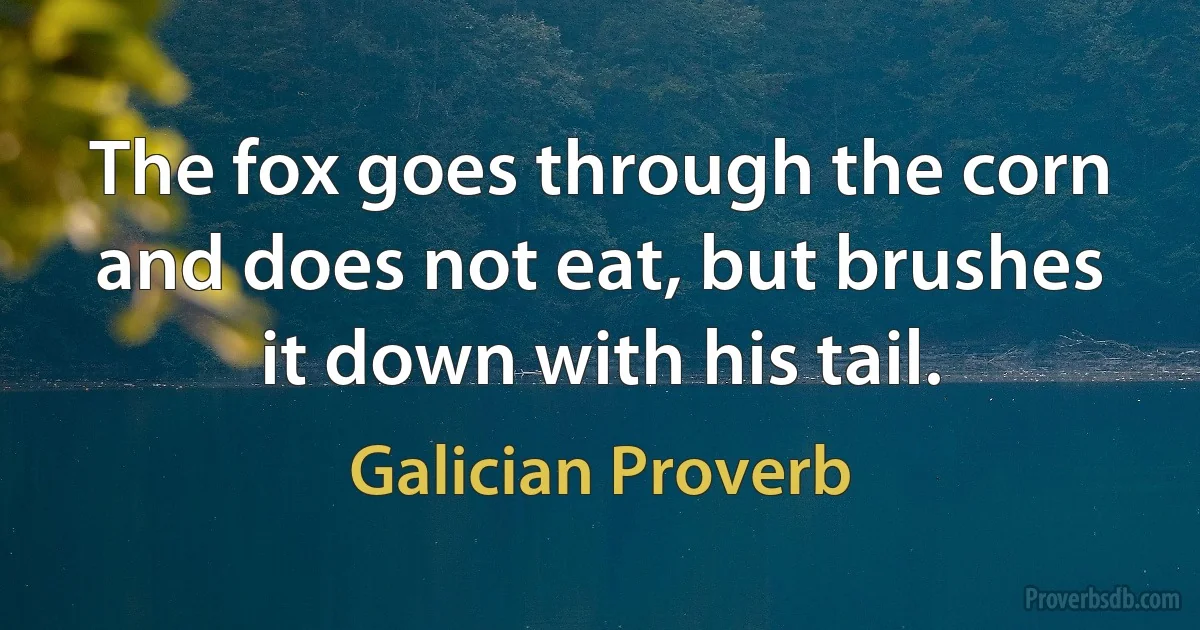 The fox goes through the corn and does not eat, but brushes it down with his tail. (Galician Proverb)