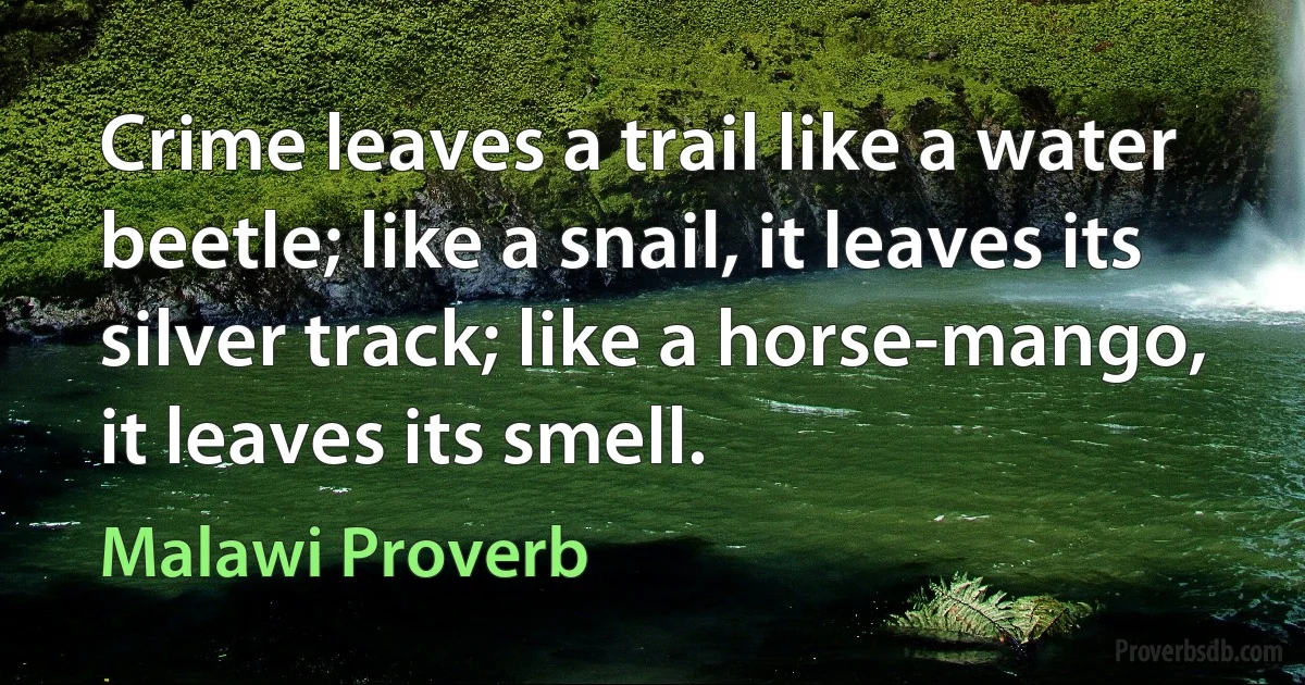 Crime leaves a trail like a water beetle; like a snail, it leaves its silver track; like a horse-mango, it leaves its smell. (Malawi Proverb)