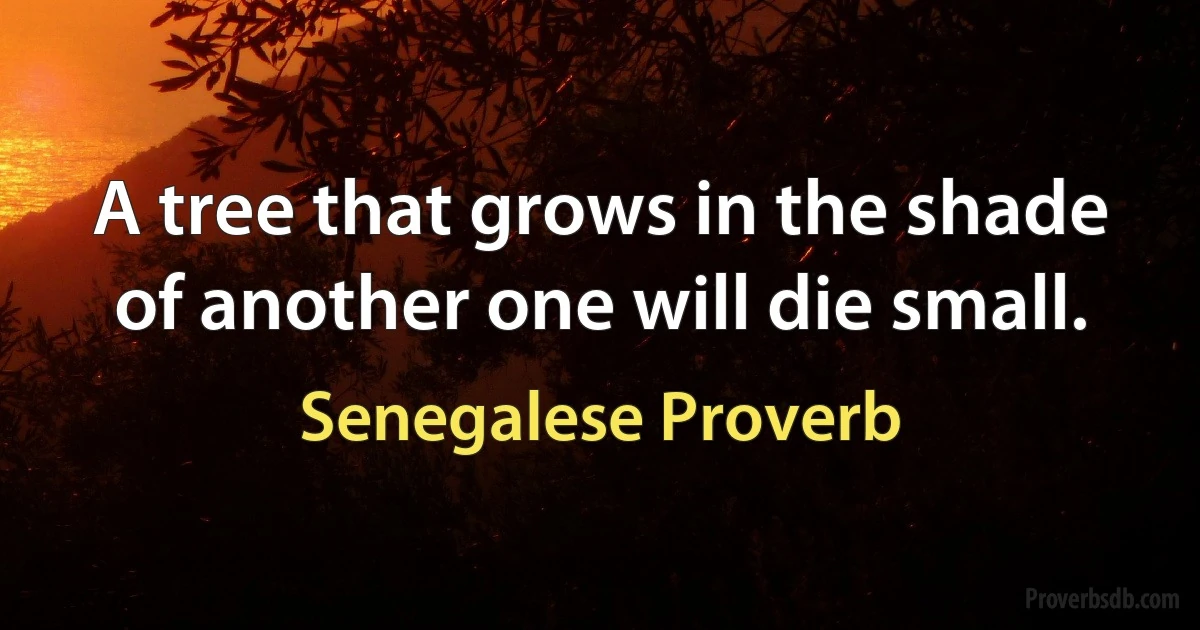 A tree that grows in the shade of another one will die small. (Senegalese Proverb)