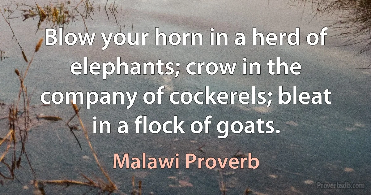 Blow your horn in a herd of elephants; crow in the company of cockerels; bleat in a flock of goats. (Malawi Proverb)