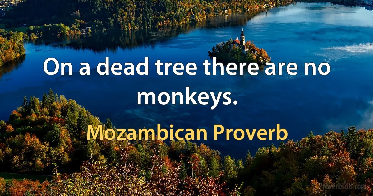 On a dead tree there are no monkeys. (Mozambican Proverb)