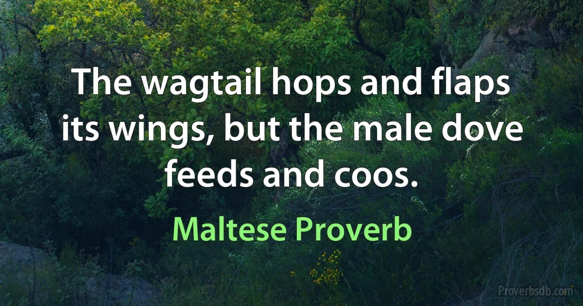 The wagtail hops and flaps its wings, but the male dove feeds and coos. (Maltese Proverb)