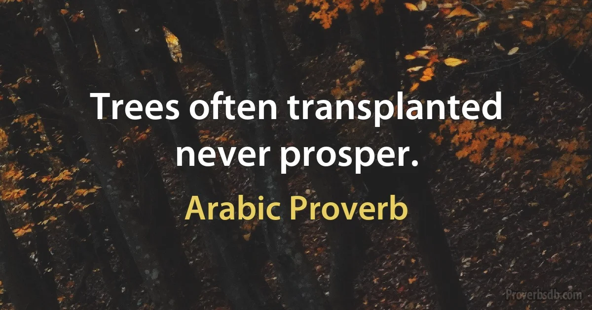 Trees often transplanted never prosper. (Arabic Proverb)