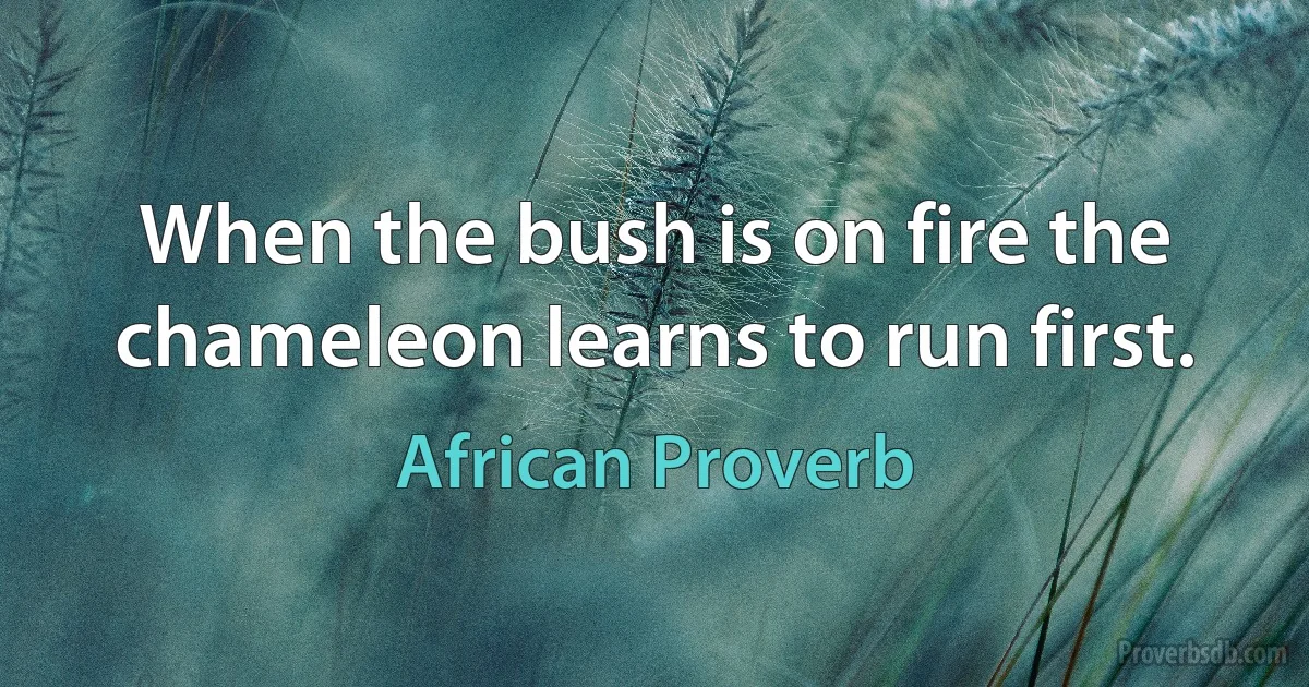 When the bush is on fire the chameleon learns to run first. (African Proverb)