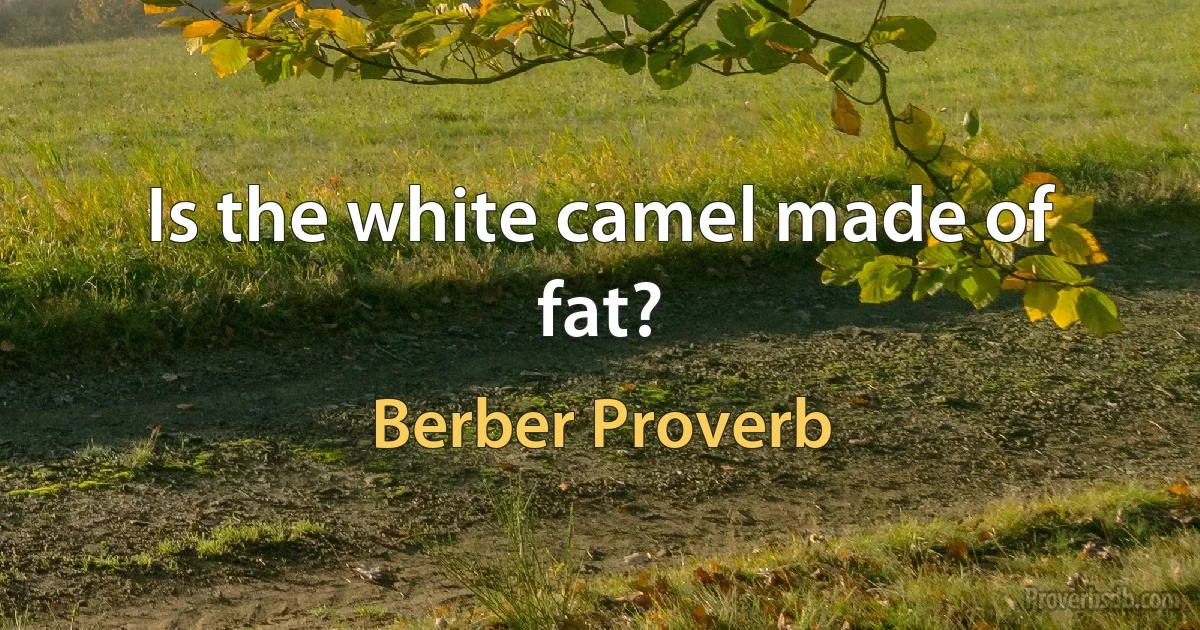 Is the white camel made of fat? (Berber Proverb)