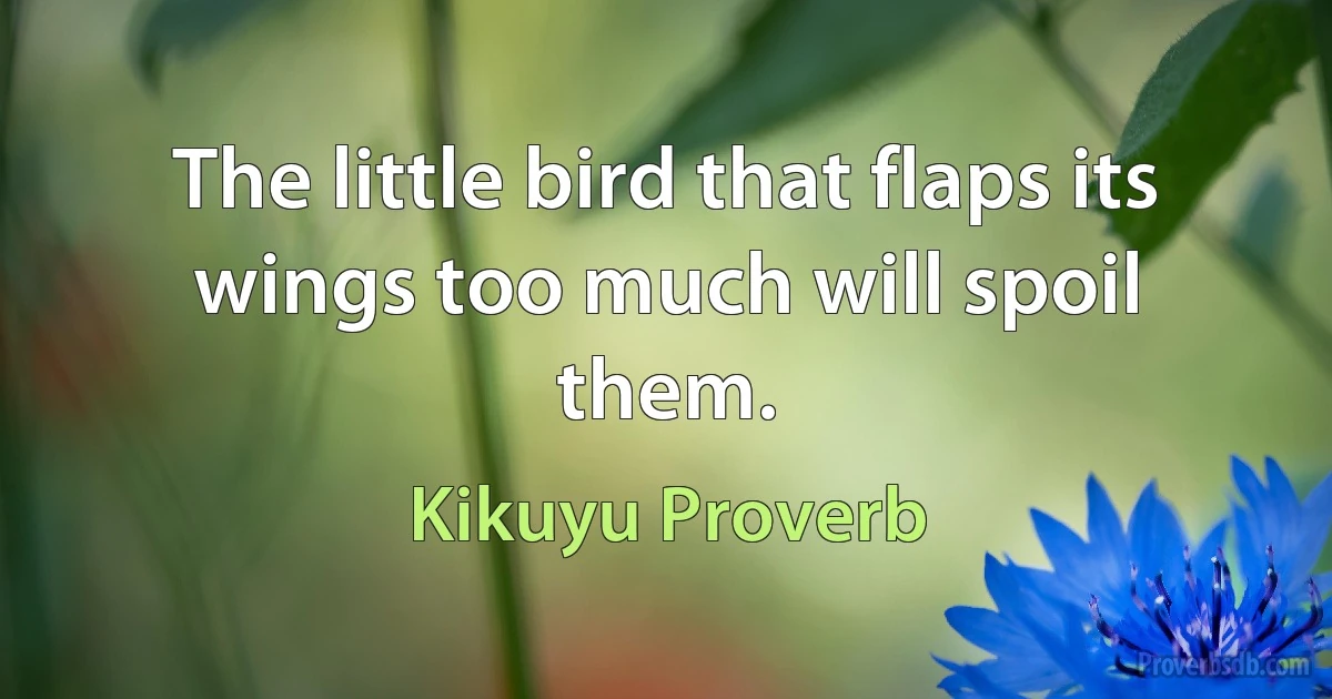 The little bird that flaps its wings too much will spoil them. (Kikuyu Proverb)