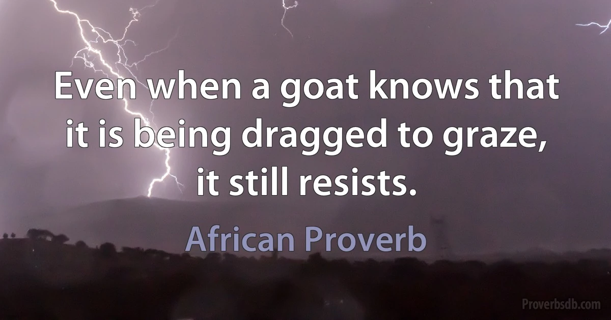 Even when a goat knows that it is being dragged to graze, it still resists. (African Proverb)