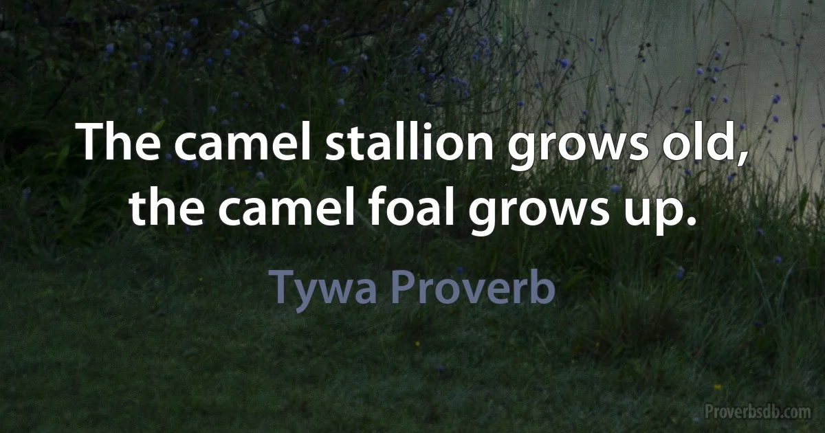 The camel stallion grows old, the camel foal grows up. (Tywa Proverb)