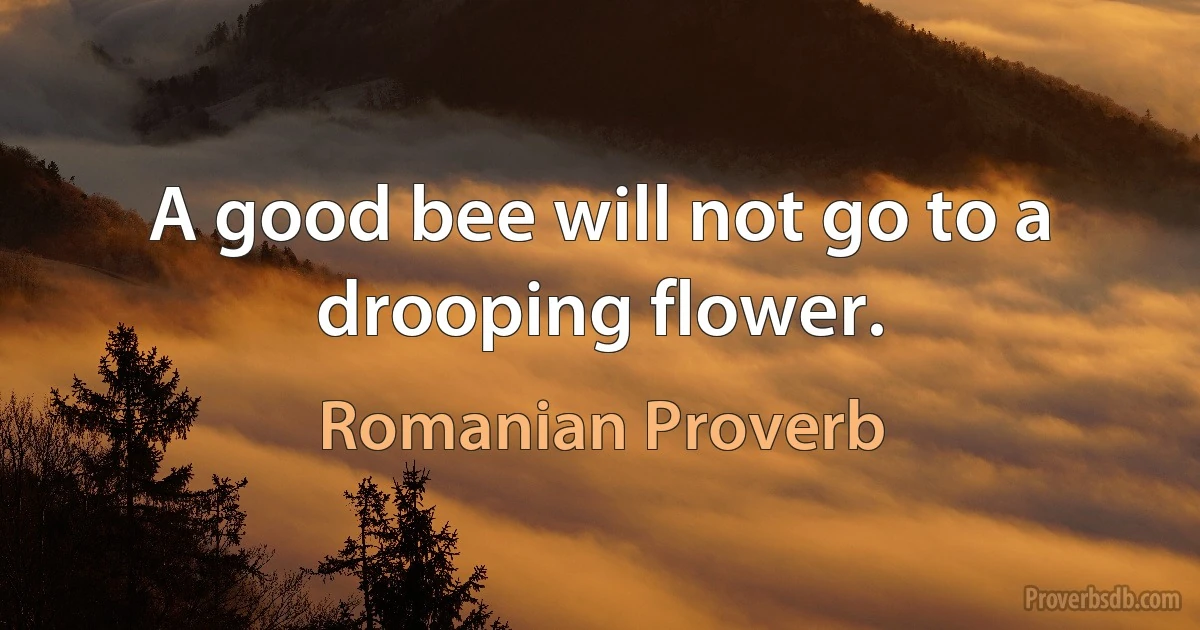 A good bee will not go to a drooping flower. (Romanian Proverb)