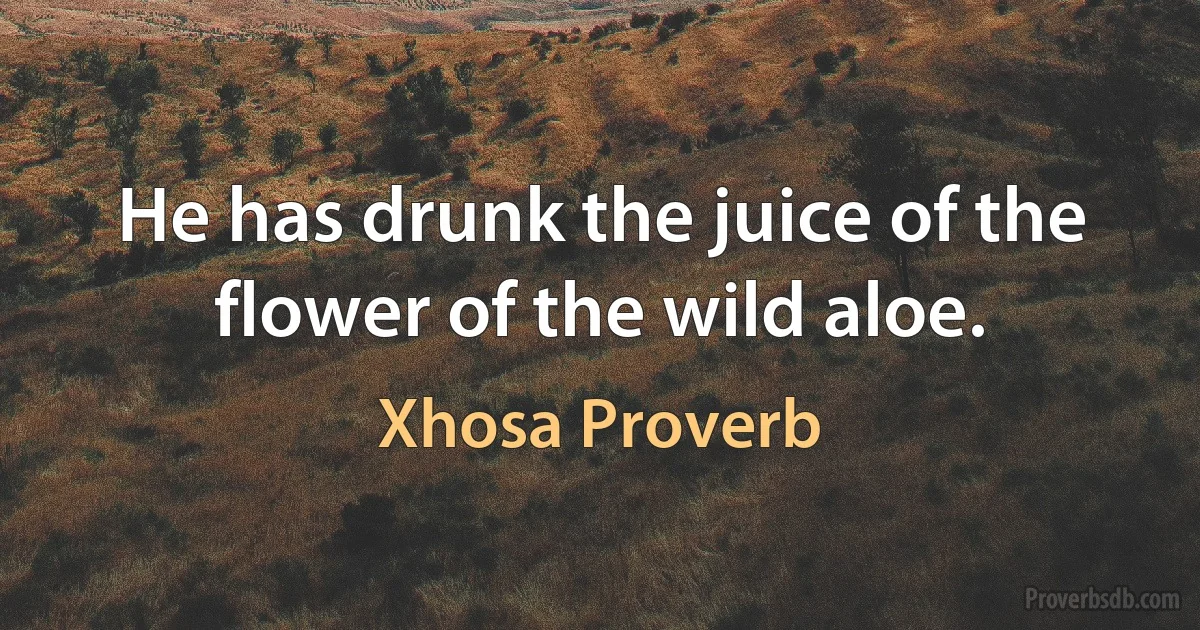 He has drunk the juice of the flower of the wild aloe. (Xhosa Proverb)