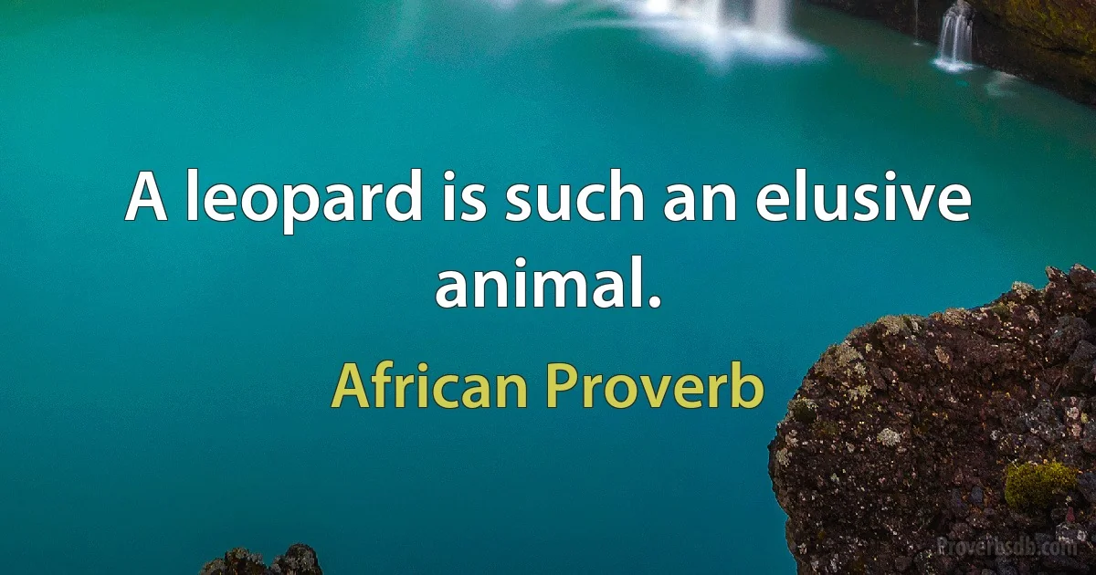 A leopard is such an elusive animal. (African Proverb)