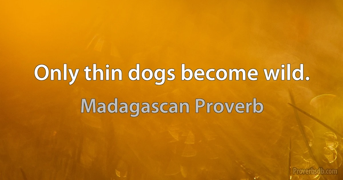 Only thin dogs become wild. (Madagascan Proverb)