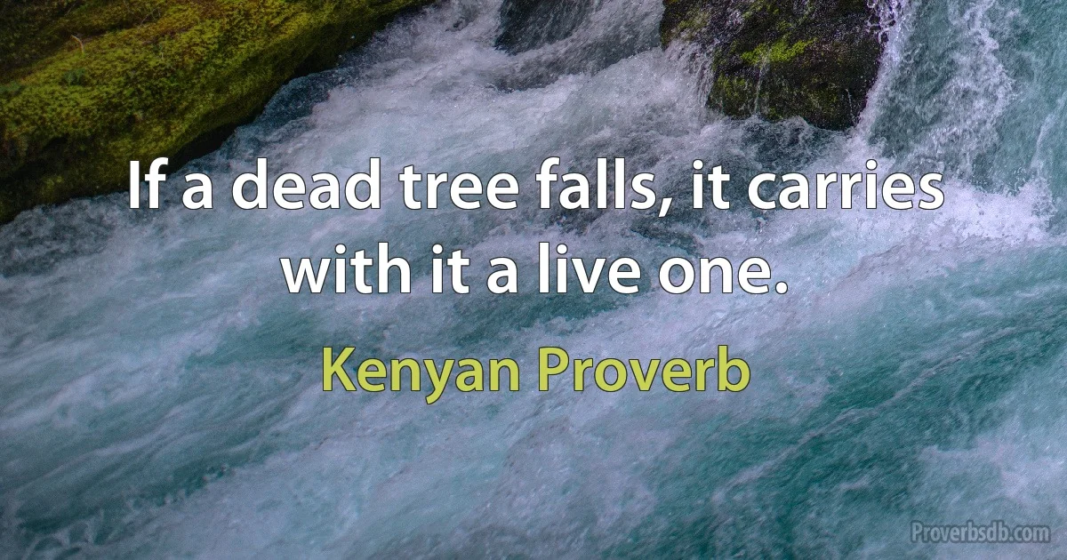 If a dead tree falls, it carries with it a live one. (Kenyan Proverb)