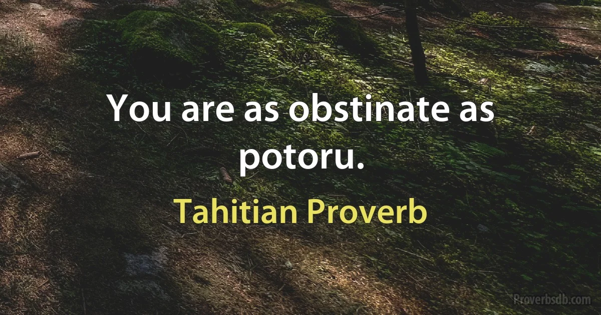 You are as obstinate as potoru. (Tahitian Proverb)