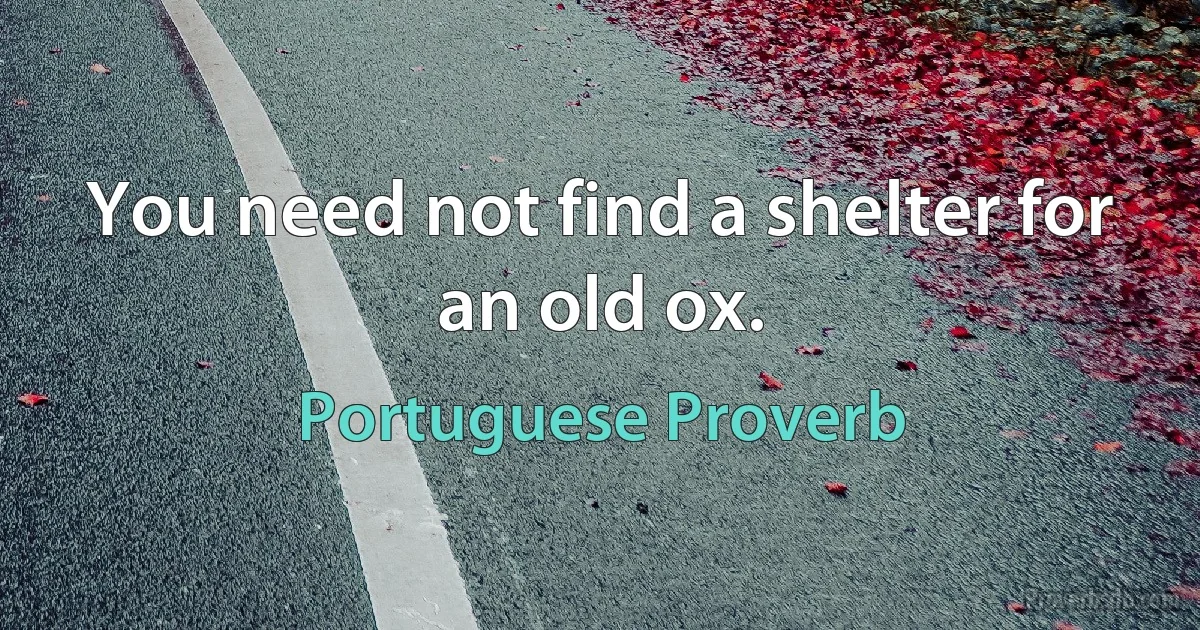 You need not find a shelter for an old ox. (Portuguese Proverb)