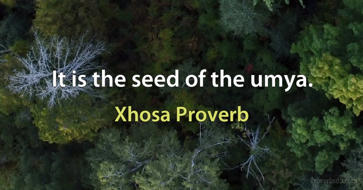 It is the seed of the umya. (Xhosa Proverb)