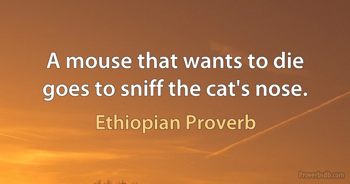 A mouse that wants to die goes to sniff the cat's nose. (Ethiopian Proverb)