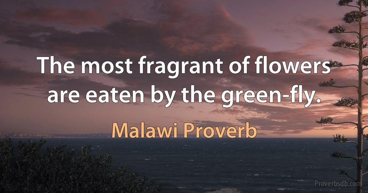 The most fragrant of flowers are eaten by the green-fly. (Malawi Proverb)