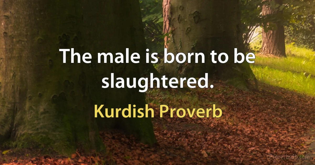 The male is born to be slaughtered. (Kurdish Proverb)