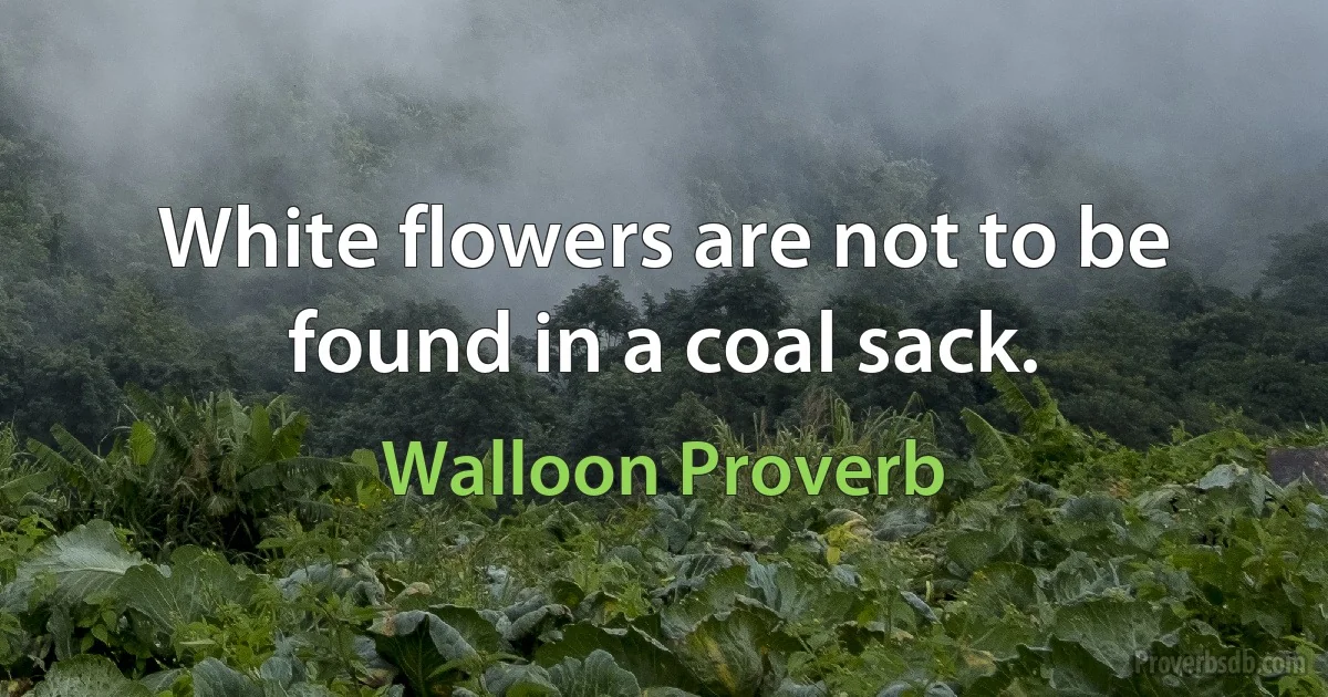 White flowers are not to be found in a coal sack. (Walloon Proverb)