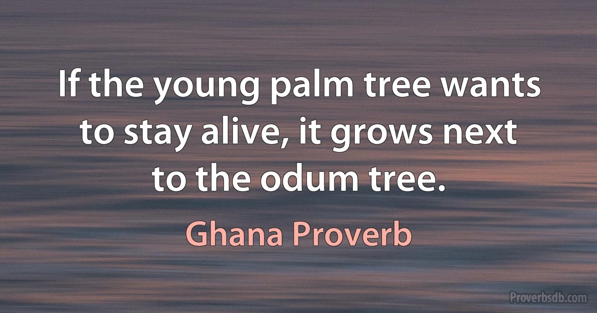 If the young palm tree wants to stay alive, it grows next to the odum tree. (Ghana Proverb)