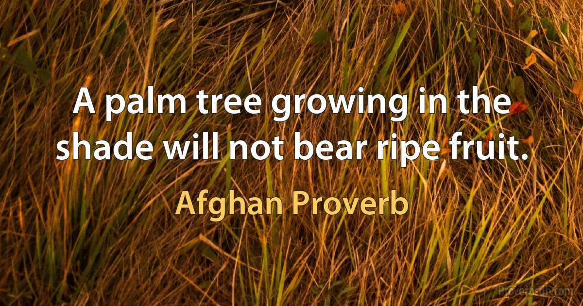 A palm tree growing in the shade will not bear ripe fruit. (Afghan Proverb)