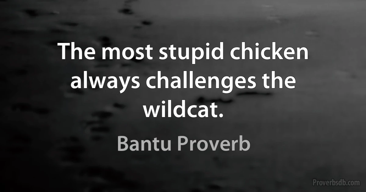 The most stupid chicken always challenges the wildcat. (Bantu Proverb)