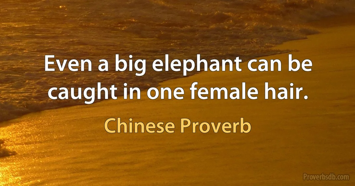 Even a big elephant can be caught in one female hair. (Chinese Proverb)