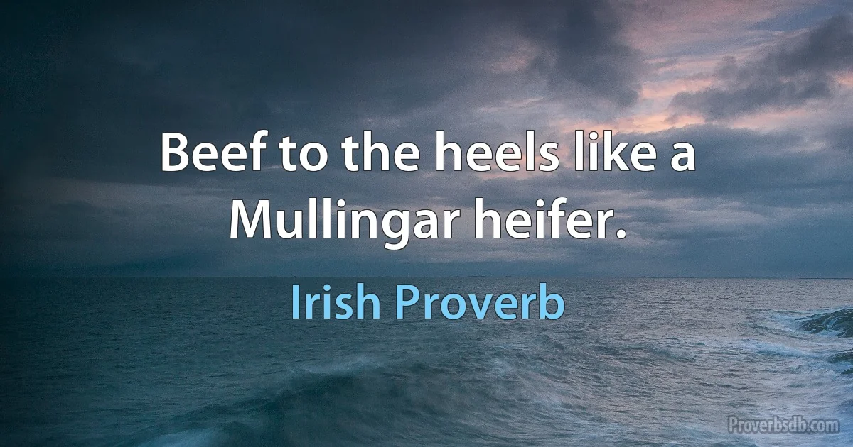 Beef to the heels like a Mullingar heifer. (Irish Proverb)