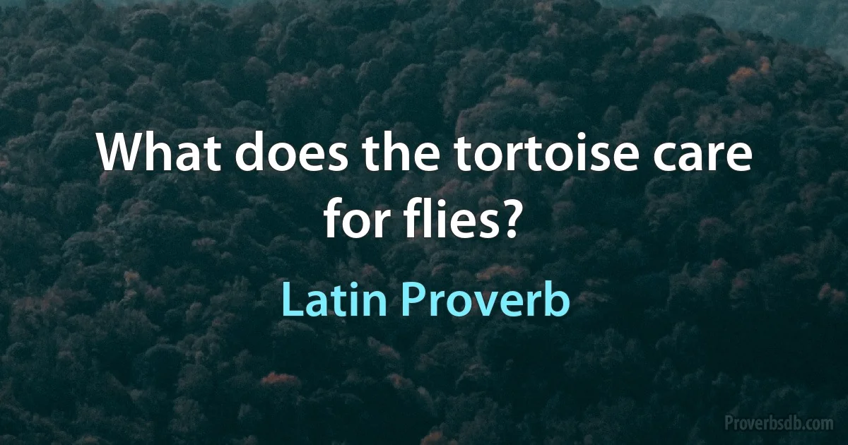 What does the tortoise care for flies? (Latin Proverb)