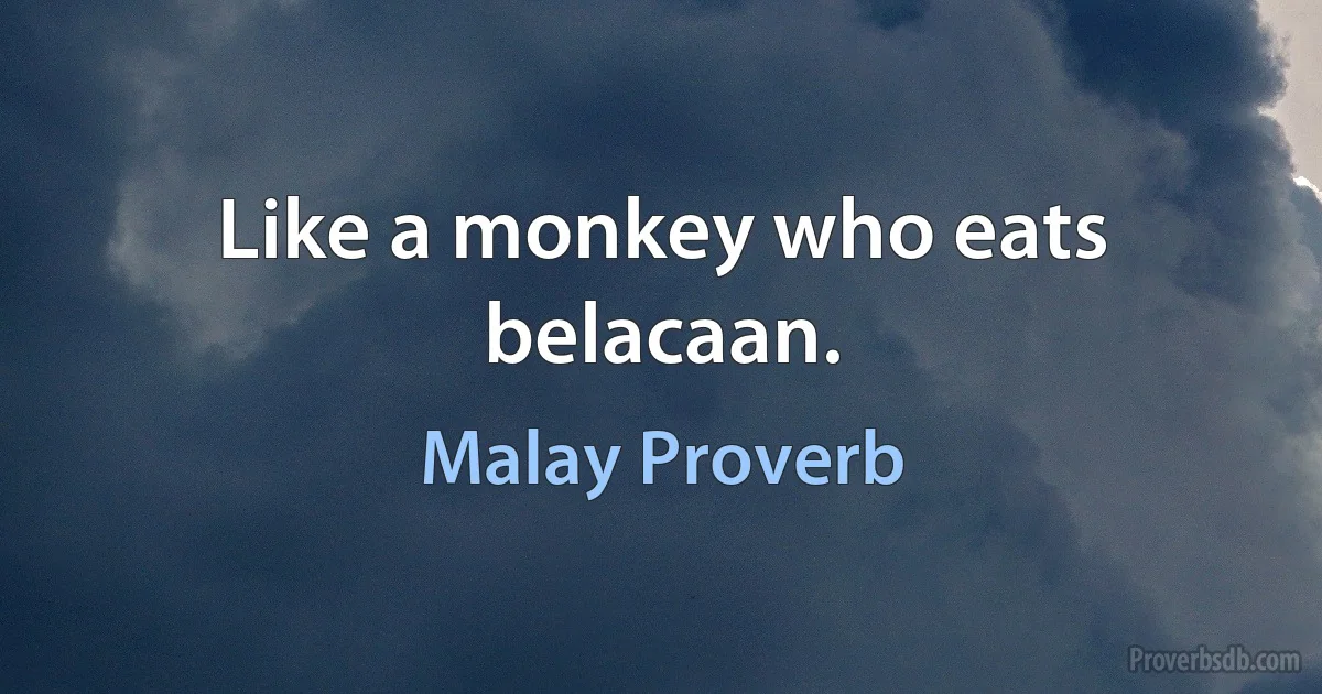 Like a monkey who eats belacaan. (Malay Proverb)