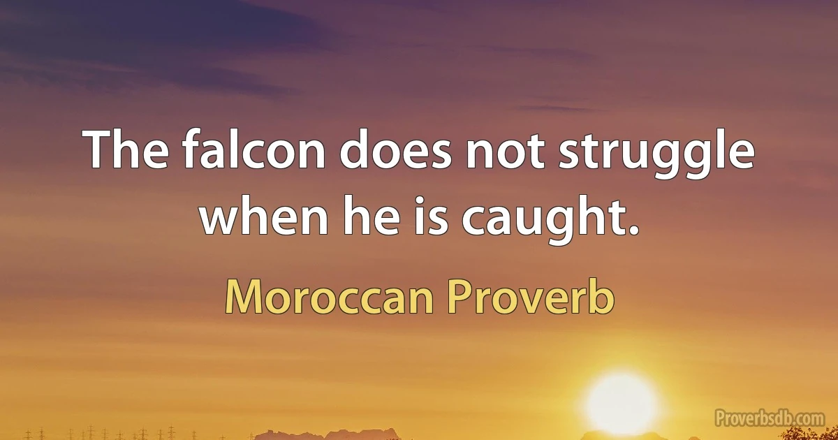 The falcon does not struggle when he is caught. (Moroccan Proverb)