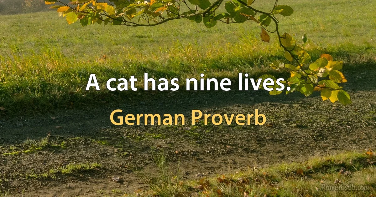 A cat has nine lives. (German Proverb)