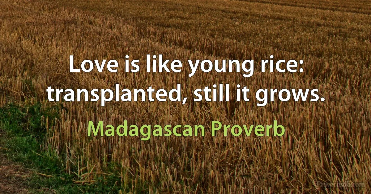 Love is like young rice: transplanted, still it grows. (Madagascan Proverb)