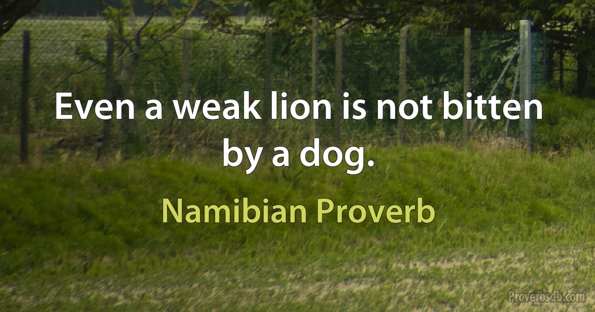 Even a weak lion is not bitten by a dog. (Namibian Proverb)