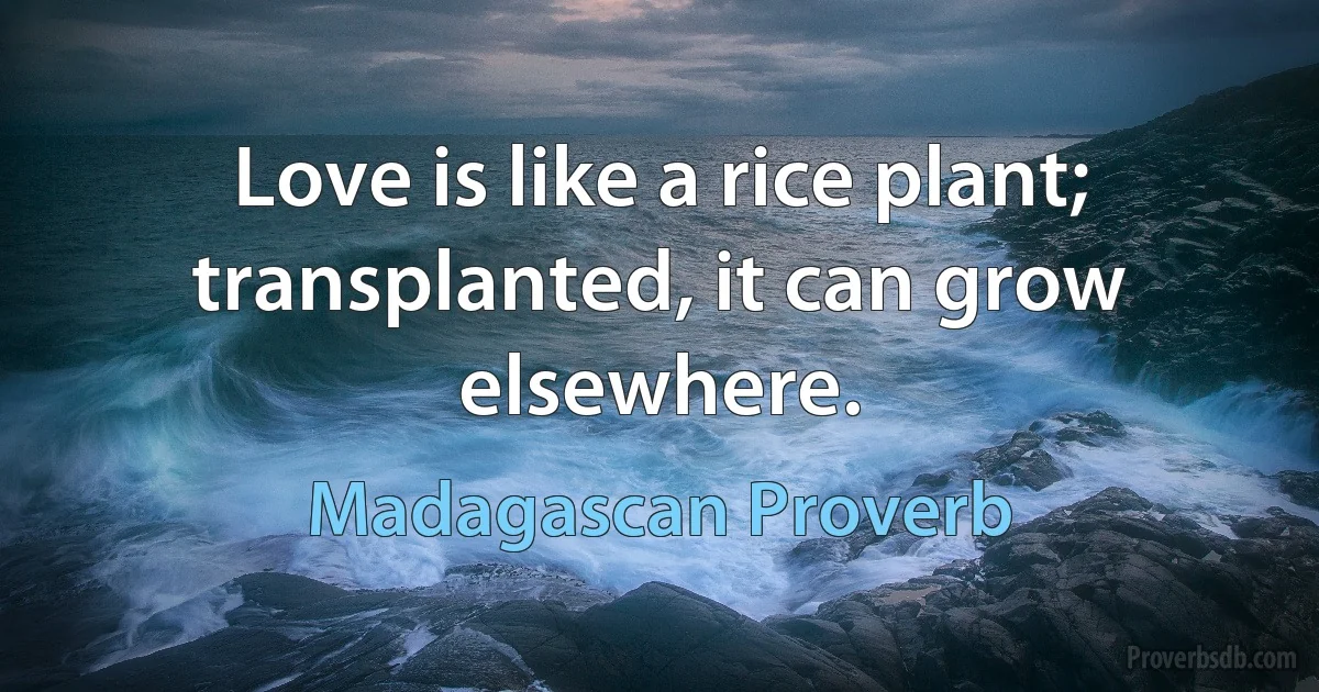 Love is like a rice plant; transplanted, it can grow elsewhere. (Madagascan Proverb)