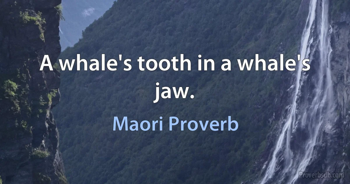 A whale's tooth in a whale's jaw. (Maori Proverb)