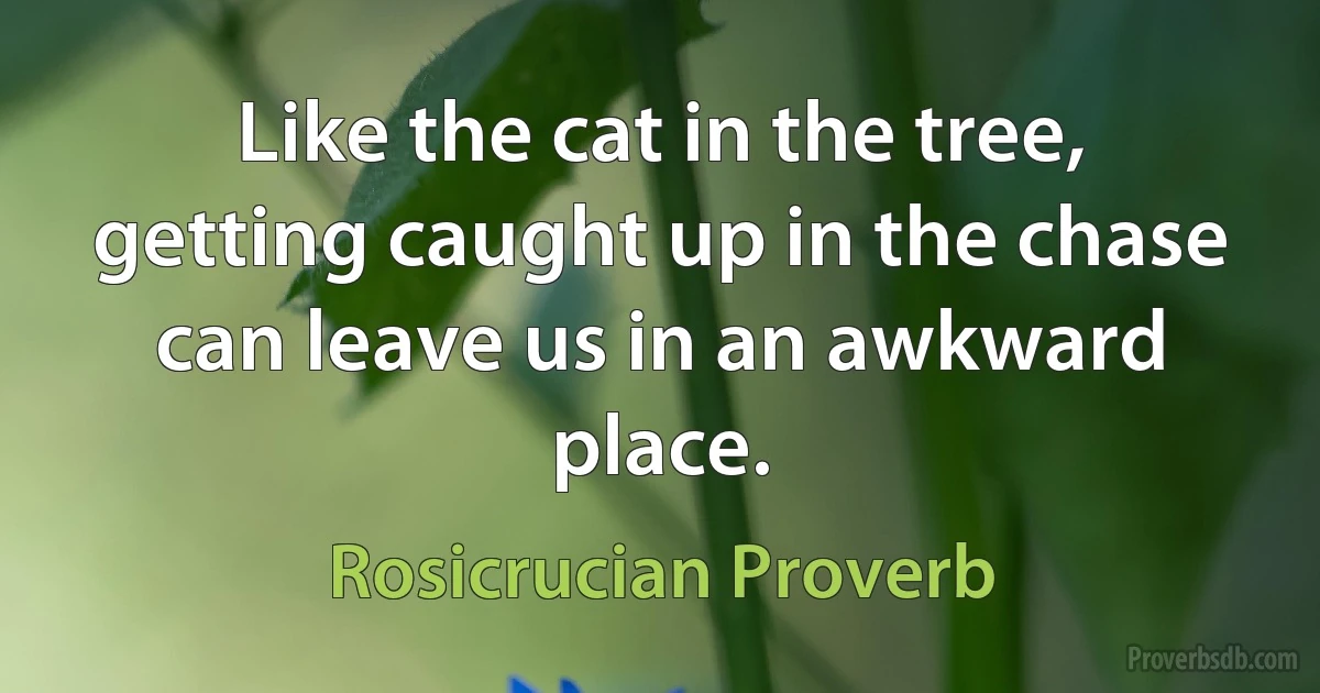 Like the cat in the tree, getting caught up in the chase can leave us in an awkward place. (Rosicrucian Proverb)